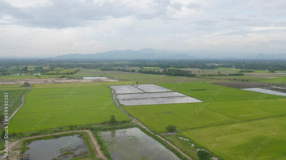 Aerial top view of fresh paddy rice, green agricultural fields in countryside or rural area in Asia, Thailand. Nature landscape Aerial top view of fresh paddy rice, green agricultural fields in countryside or rural area in Asia, Thailand. Nature landscape