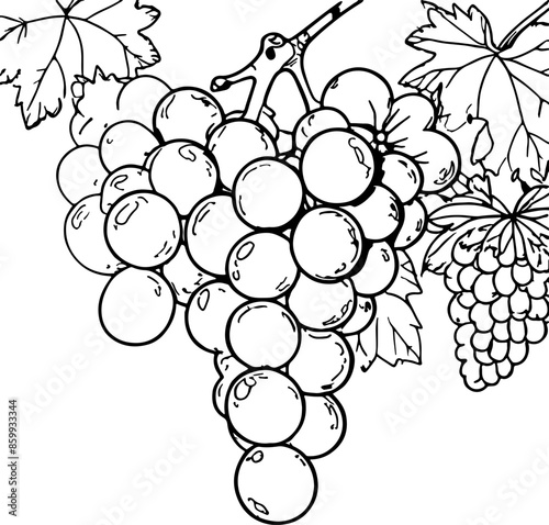 coloring book, grape, fruit, vine, leaf, food, vector, grapes, bunch, wine, illustration, branch, nature, plant, ripe, autumn, berry, design, grapevine, floral, vineyard, green, purple, pattern, sweet