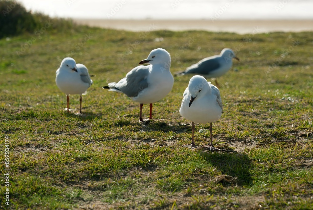 Obraz premium seagulls on the grass