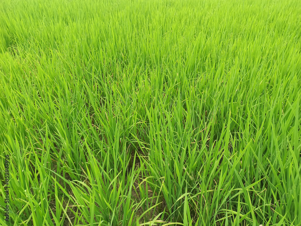 Green rice field in the countryside, closeup of photo with selective focus Green rice field in the countryside, closeup of photo with selective focus