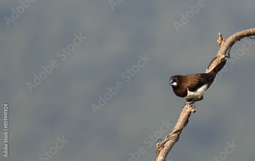 White Rumped Munia bird on a branch  photo