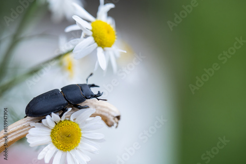 Dorcus parallelipipedus. Little Rogach beetle. Insect on a flower. Black beetle dorcus. Daisy flower on green background. Bug.  photo