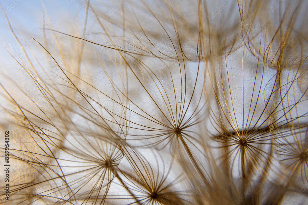 Obraz premium dandelion against blue sky