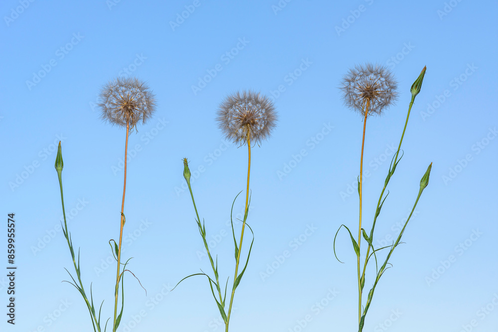 Naklejka premium dandelion against blue sky