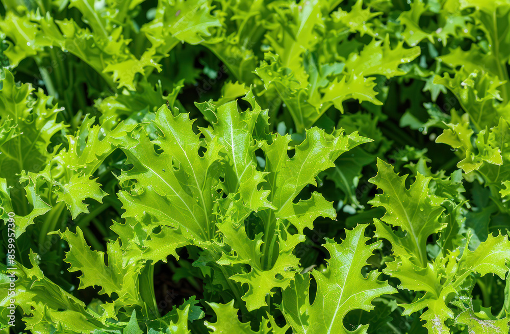 A close-up image of green leafy vegetables growing in a garden. The leaves are vibrant green and have a slightly ruffled texture A close-up image of green leafy vegetables growing in a garden. The leaves are vibrant green and have a slightly ruffled texture