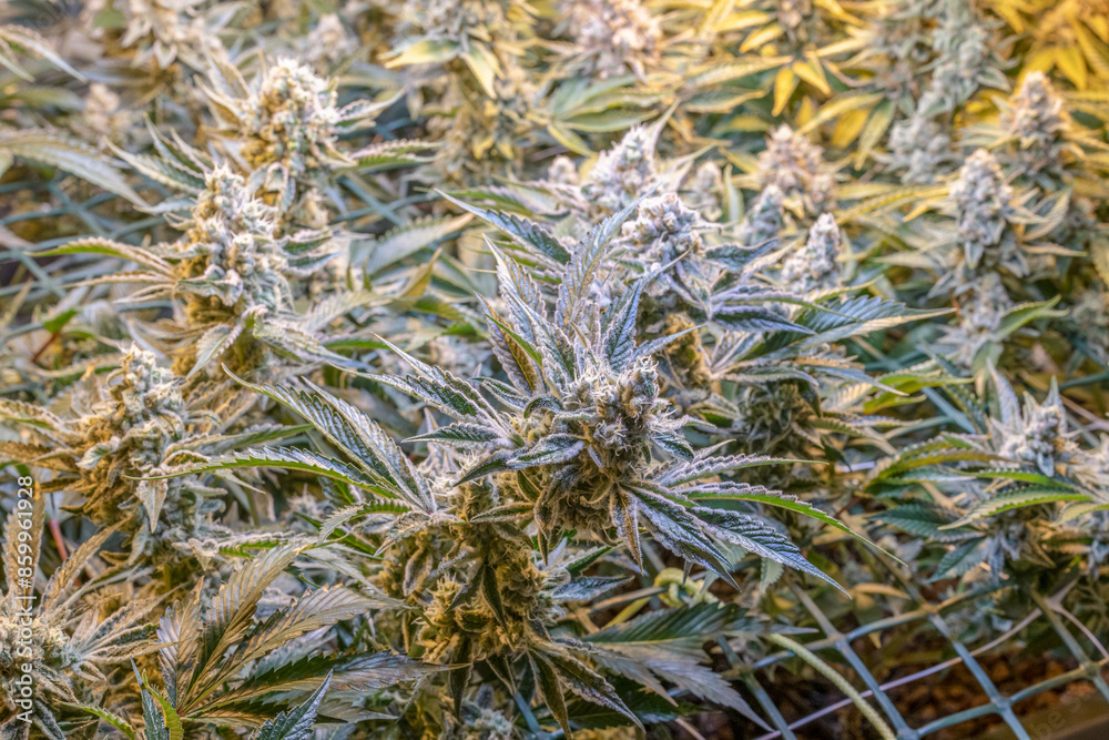 female blossom marijuana SoG Sea of Green net hemp cultivation technique Growing pot indoor bloom stage growth Medical female blossom marijuana SoG Sea of Green net hemp cultivation technique Growing pot indoor bloom stage growth Medical