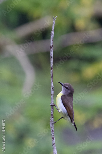 Small purple rumped sun bird hanging on a stick photo