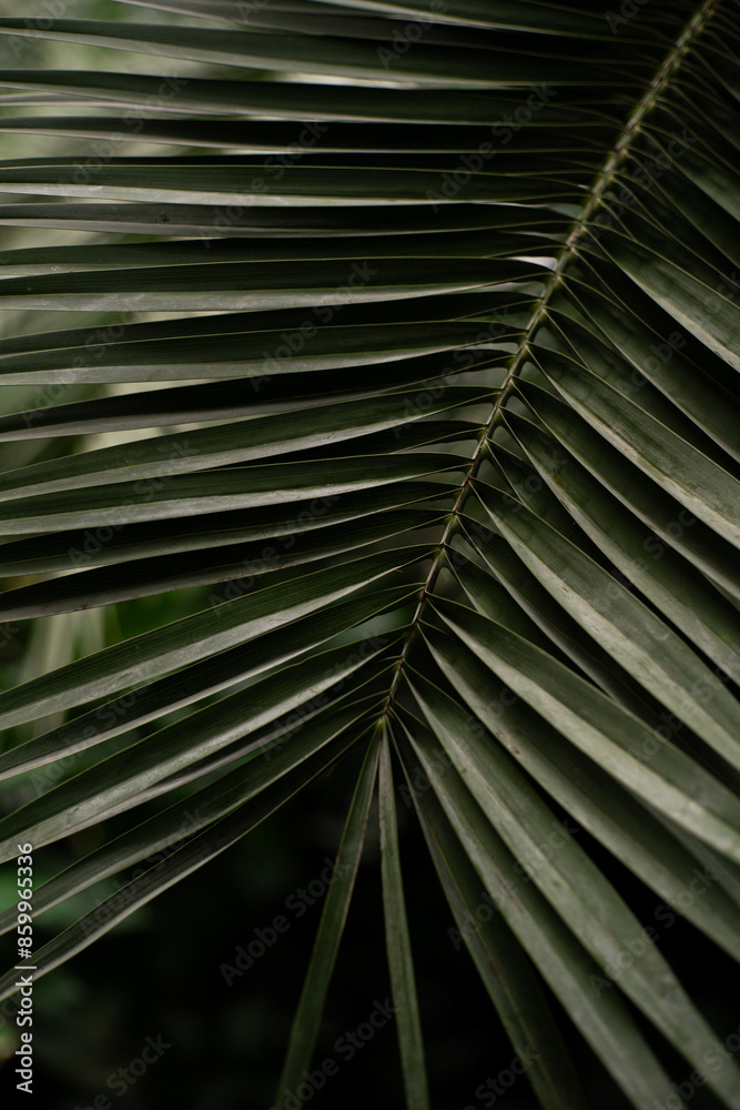 Close-Up View of a Lush Green Palm Leaf in a Tropical Garden Close-Up View of a Lush Green Palm Leaf in a Tropical Garden