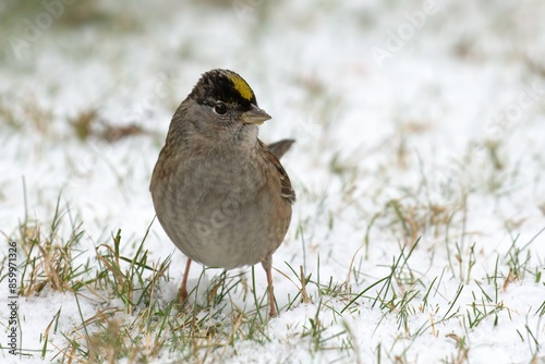 Golden Crowned Sparrow on the ground in the snow in Victoria, British Columbia, Canada. photo