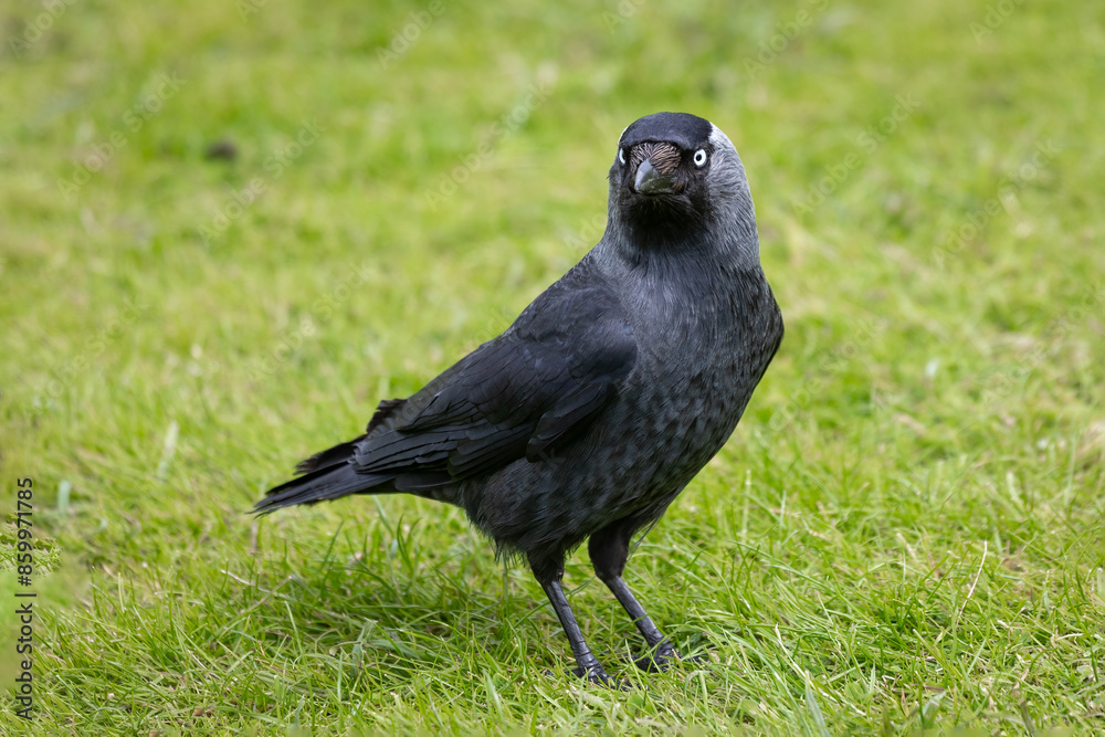 Obraz premium Standing on the grass is this beautiful jackdaw, Coloeus monedula. It is looking forward with space for text around the bird