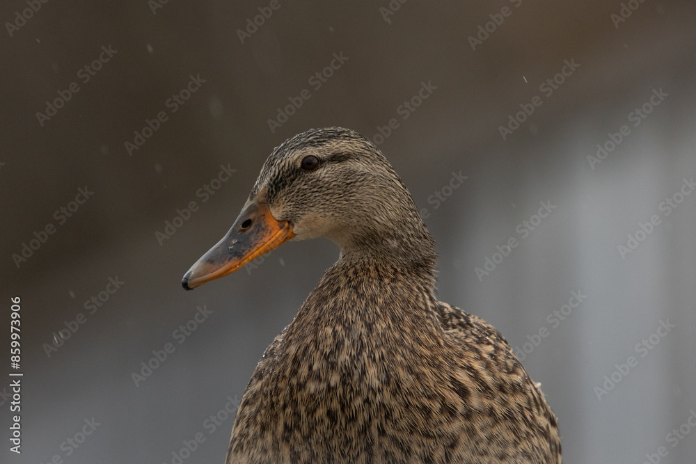 A female Mallard duck in Victoria, British Columbia, Canada. A female Mallard duck in Victoria, British Columbia, Canada.