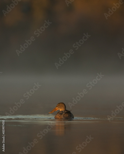 Single Northern Shoveler duck isolated on water surface in soft morning light in Victoria, British Columbia, Canada.