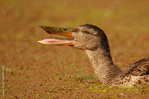 Single Northern Shoveler duck isolated on algae-covered water with bill or beak open in Victoria, British Columbia, Canada.