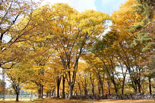 秋の公園　自転車置き場