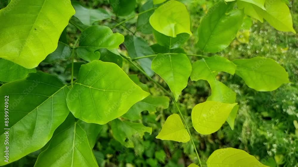 Green leaves of pongamia pinnata branch blowing with wind Green leaves of pongamia pinnata branch blowing with wind