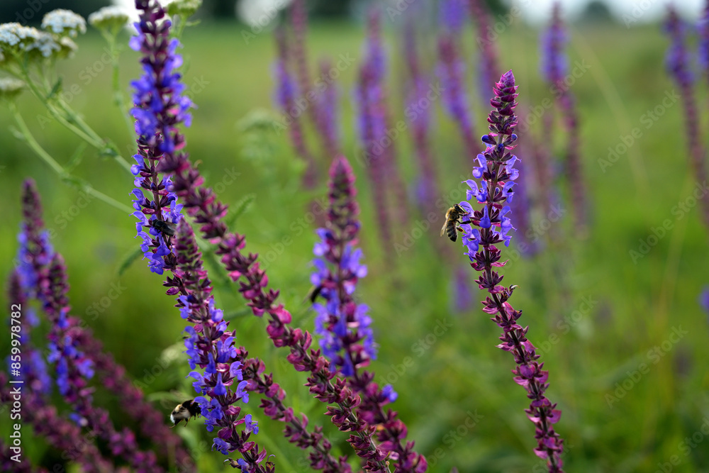 A close-up shot of blooming sage flowers with a bee collecting nectar A close-up shot of blooming sage flowers with a bee collecting nectar