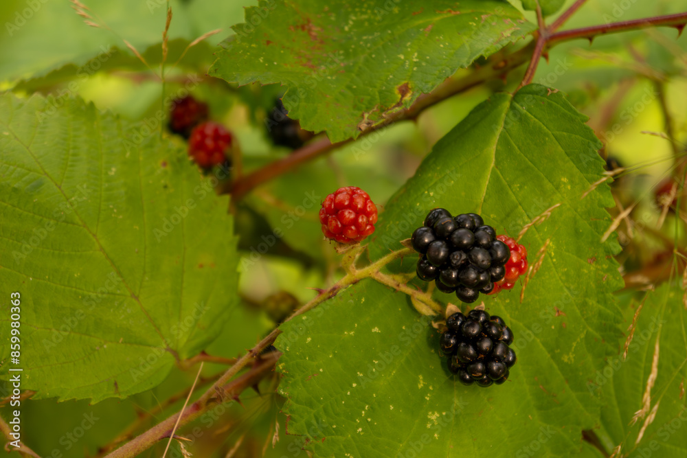 blackberries on the bush blackberries on the bush