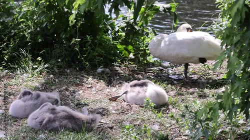 A swan family on a lake shore with three baby swans moving and stretching cutely