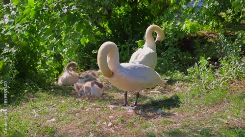 A swan family on a lake shore with three baby swans moving and stretching cutely