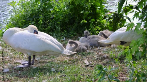 A swan family on a lake shore with three baby swans moving and stretching cutely