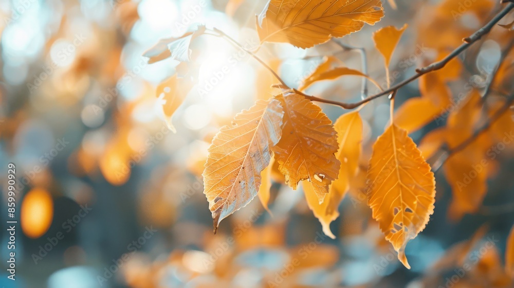 Golden Autumn Leaves.. Golden Autumn Leaves..
