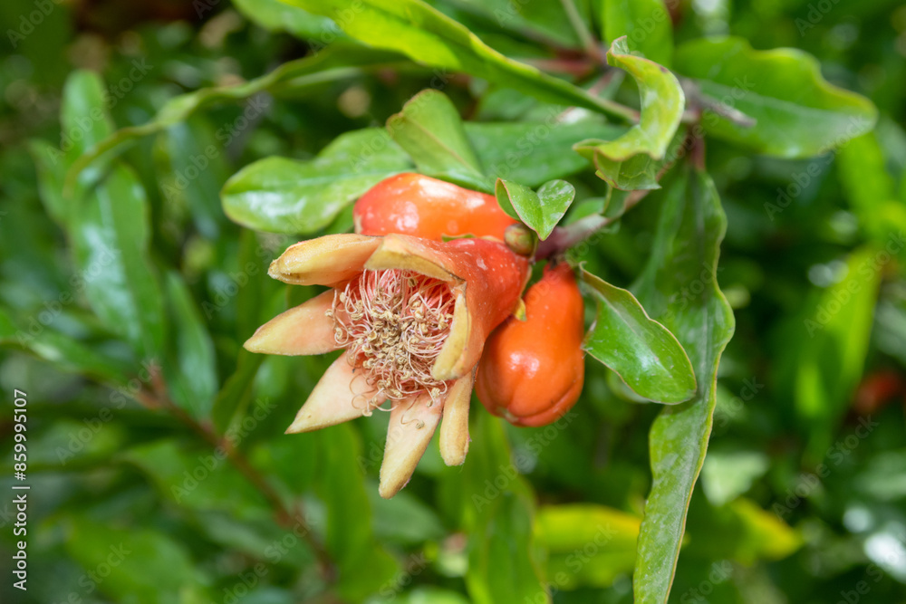 Punica granatum Pomegranate