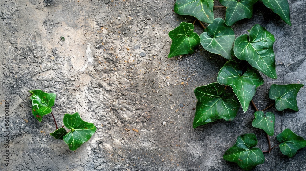 Green leaves on stone with cement backdrop Selective focus and copy space Green leaves on stone with cement backdrop Selective focus and copy space