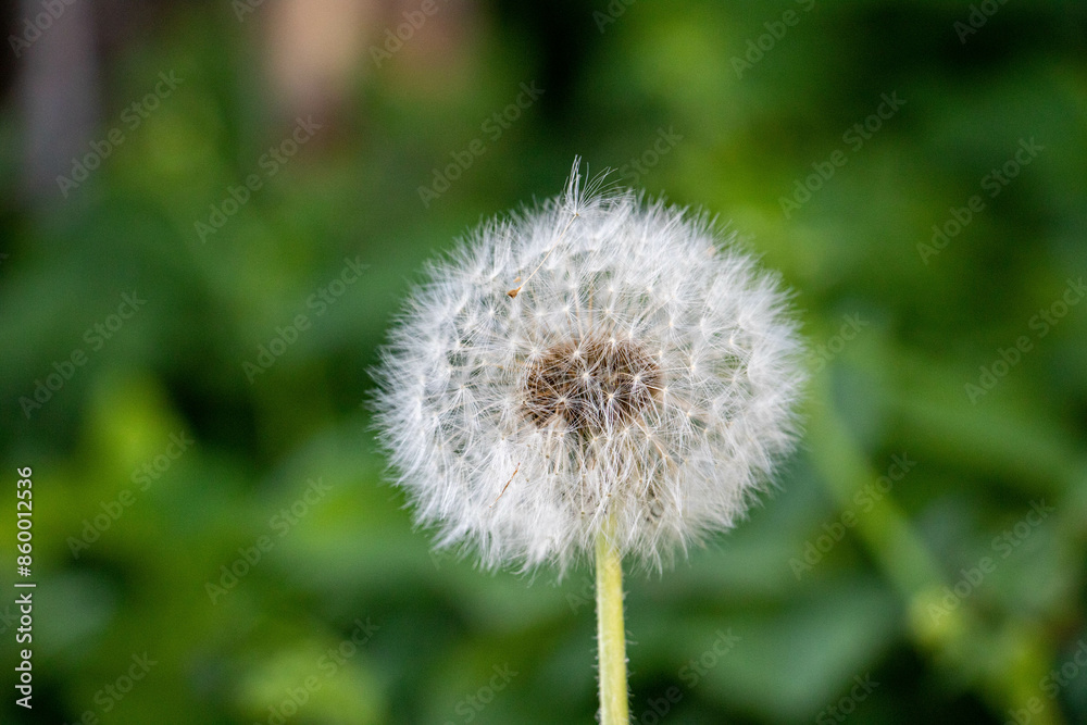 Close-up of dandelion seed heads against a green leafy background. Close-up of dandelion seed heads against a green leafy background.