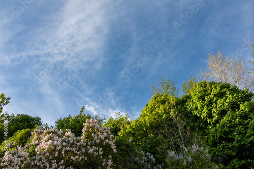 Green and flowering trees under a clear blue sky.