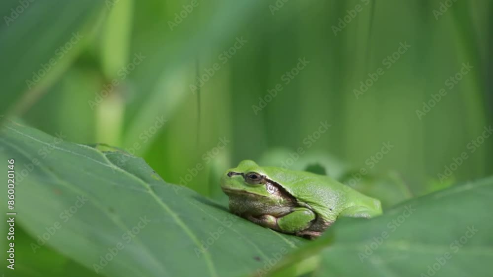 Side profile of green Japanese treefrog sitting on leaf