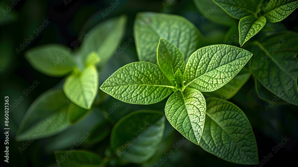 Close-Up of Vibrant Green Leaves in Sunlight Close-Up of Vibrant Green Leaves in Sunlight