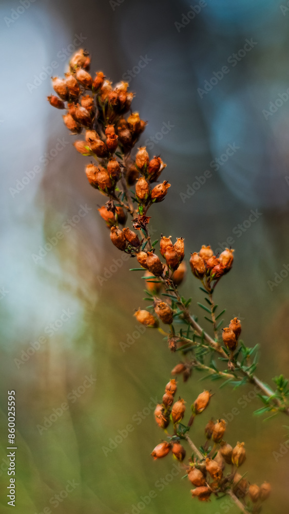 Bruyères et fougères, dans la forêt des Landes de Gascogne, en automne Bruyères et fougères, dans la forêt des Landes de Gascogne, en automne