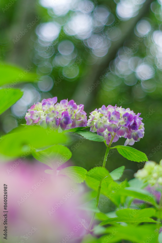 梅雨の晴れ間に咲く紫陽花
梅雨の晴れ間に咲く紫陽花