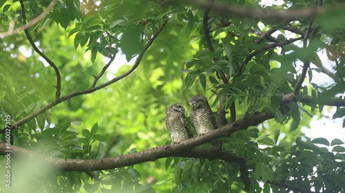 Couple of spotted owlet, Athene brama, help grooming each other at tropical forest habitat for nocturnal bird of prey and wildlife concept