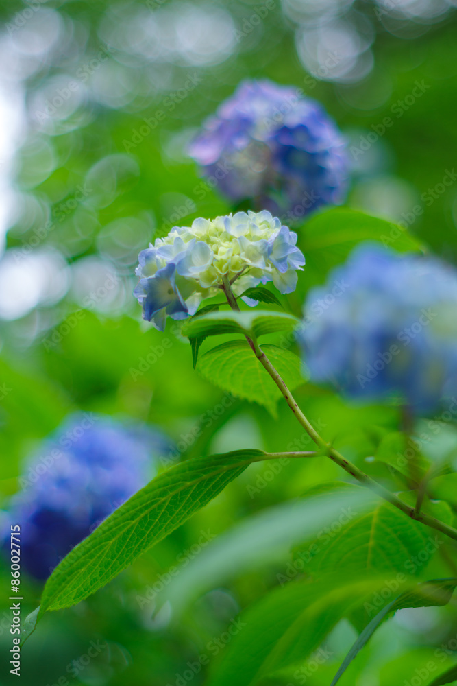 梅雨の晴れ間に咲く青い紫陽花
