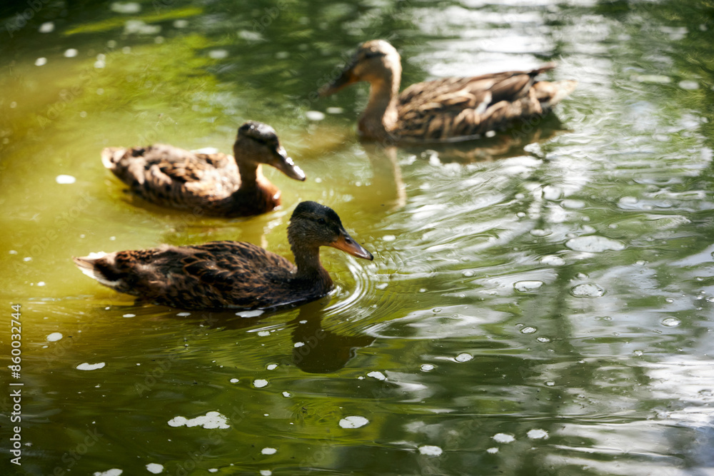 ducks and ducklings swimming in the pond next to water lilies on a summer day ducks and ducklings swimming in the pond next to water lilies on a summer day