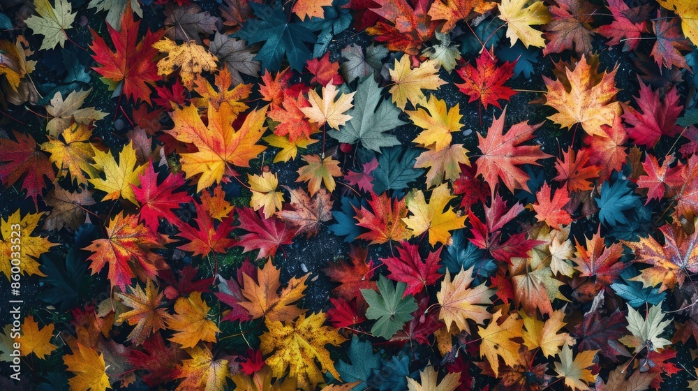 Colorful maple leaves covering the park ground aerial view showcasing autumn hues Colorful maple leaves covering the park ground aerial view showcasing autumn hues