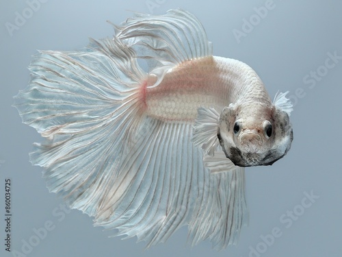 White platinun halfnoon bettafish photo