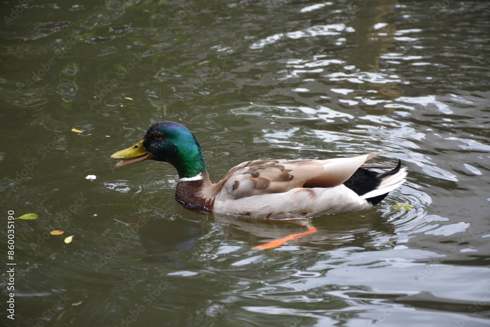 Fototapeta premium Exploring Lubbenau/Spreewald