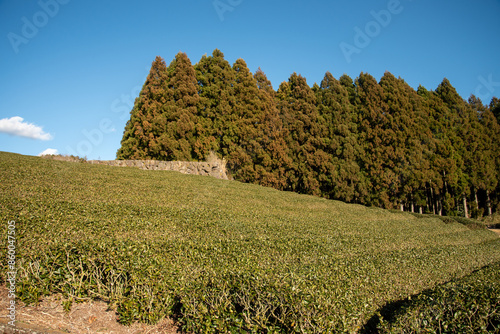 静岡県にある茶畑の美しい風景Beautiful scenery of a tea plantation in Shizuoka Prefecture