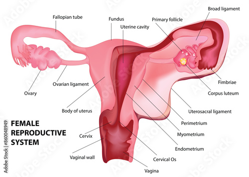Female reproductive system diagram labeled