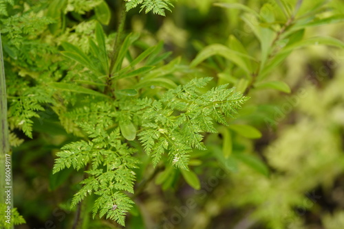 Conium maculatum, known as hemlock (British English), or poison hemlock (American English) is a highly poisonous flowering plant in the carrot family Apiaceae, native to Europe and North Africa. D