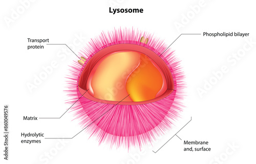 A lysosome is a membrane-bound organelle found in the cytoplasm of eukaryotic cells. It functions as the "digestive system" of the cell, containing various hydrolytic enzymes break down micromoles