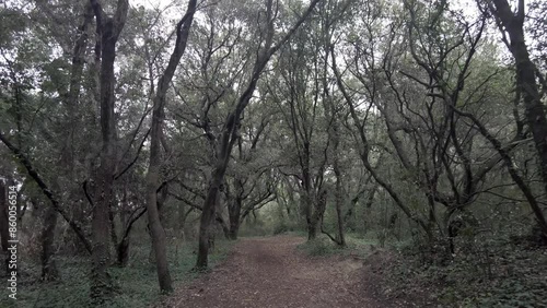 Pov view walking in beautiful wilderness area with many trees and bushes