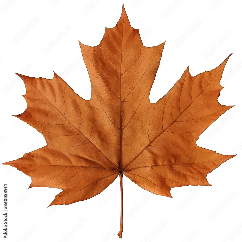 Fototapeta premium autumn maple leaf
