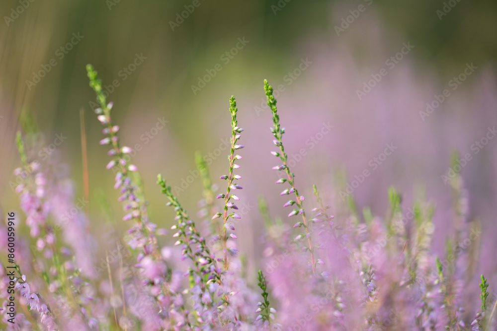 Beautiful pink heather blooming in the summer forest. Woodlands scenery of Latvia, Northern Europe. Beautiful pink heather blooming in the summer forest. Woodlands scenery of Latvia, Northern Europe.
