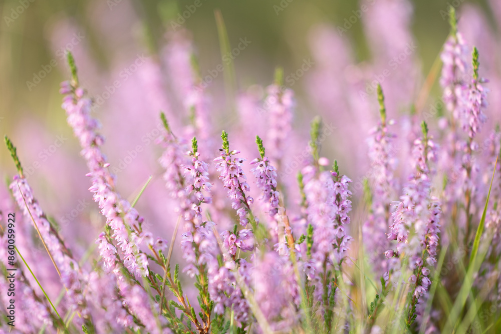 Fototapeta premium Beautiful pink heather blooming in the summer forest. Woodlands scenery of Latvia, Northern Europe.