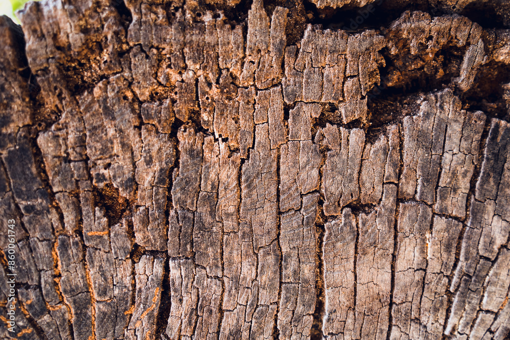 Tree trunk with dark nature hole and textured bark