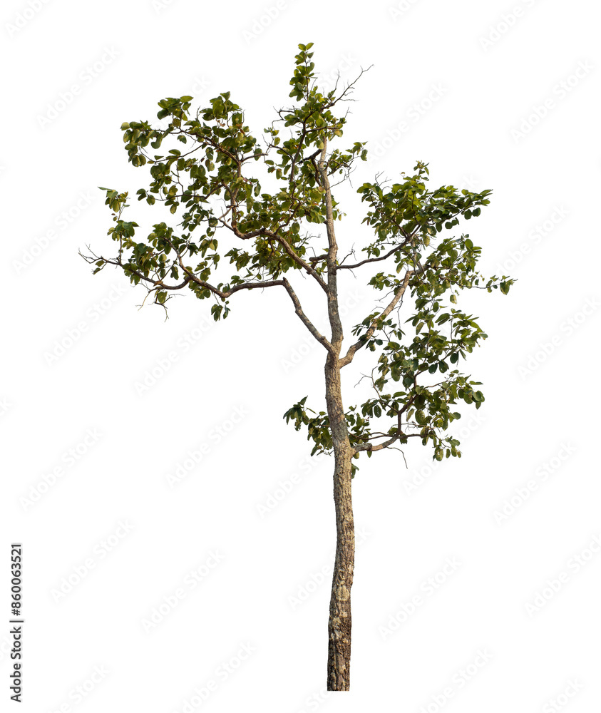Obraz premium Green tree isolated on transparent background with clipping path and alpha channel.