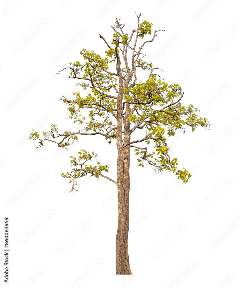 Tree isolated on transparent background with clipping path and alpha channel. Tree isolated on transparent background with clipping path and alpha channel.